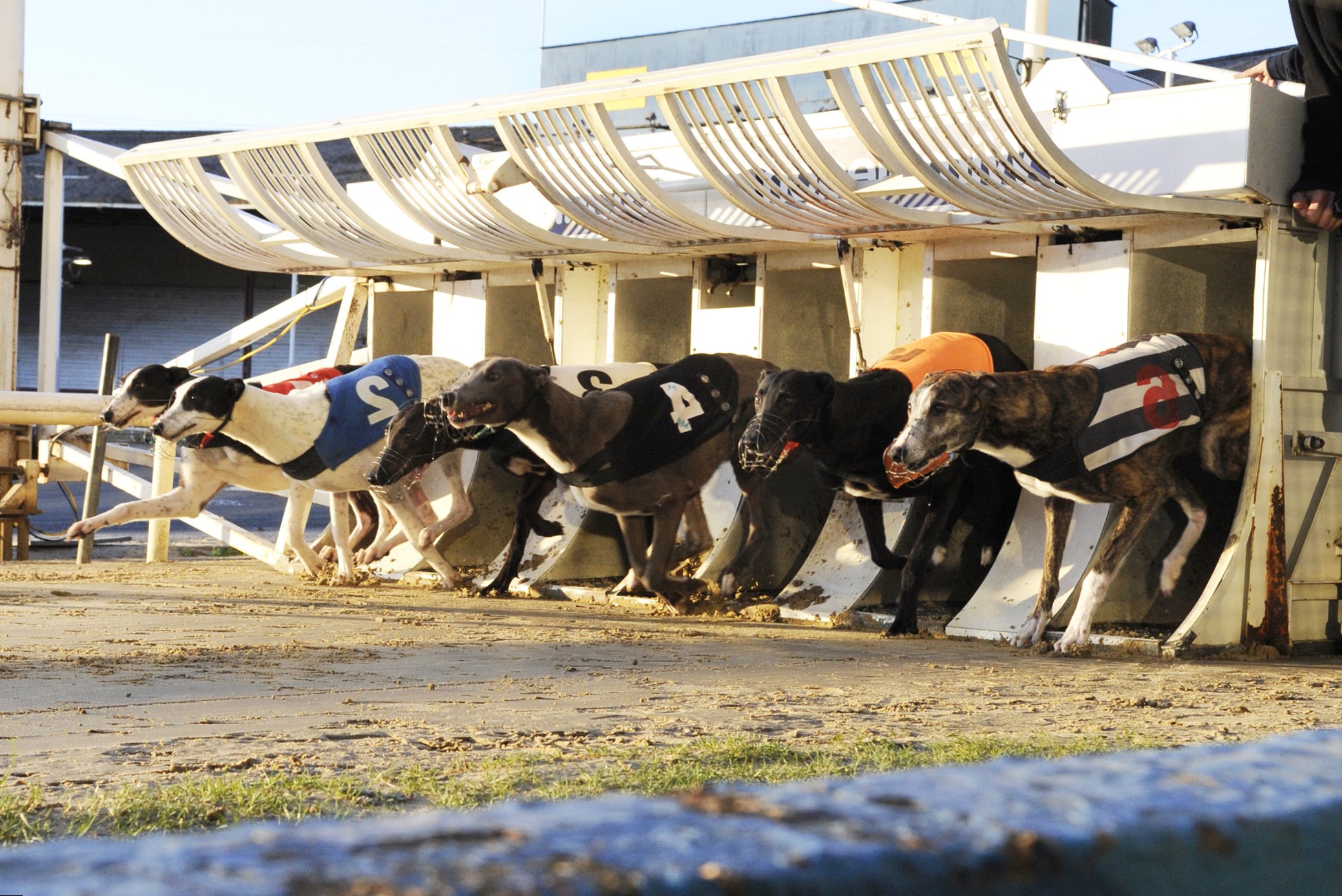 ставки на собачьи бега