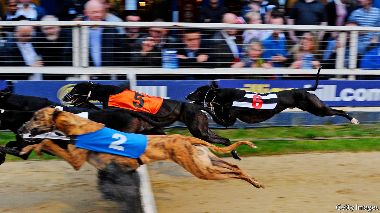 вид спорта собачьи бега