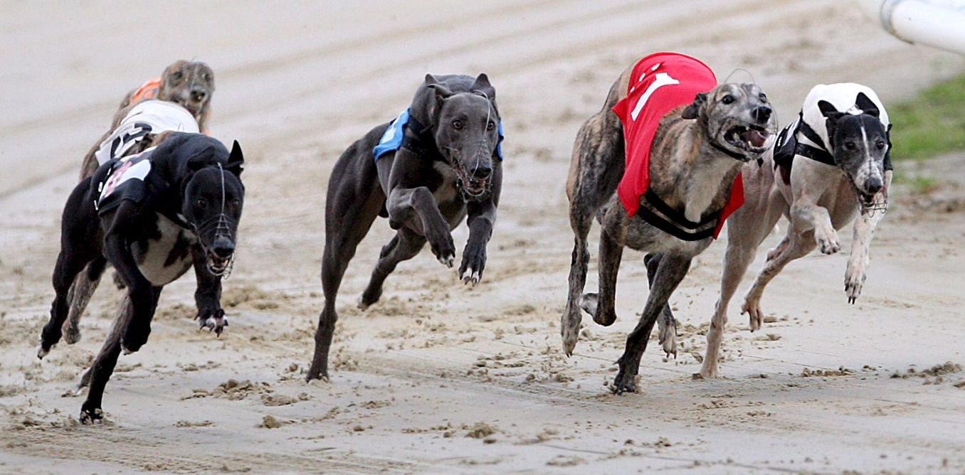 спортивное соревнование гонка борзых